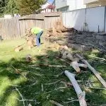 All Pros Tree Service Working in Backyard
