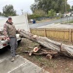 All Pros Tree Service Tree Trunk