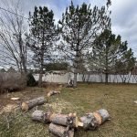 All Pros Tree Service Working in Backyard